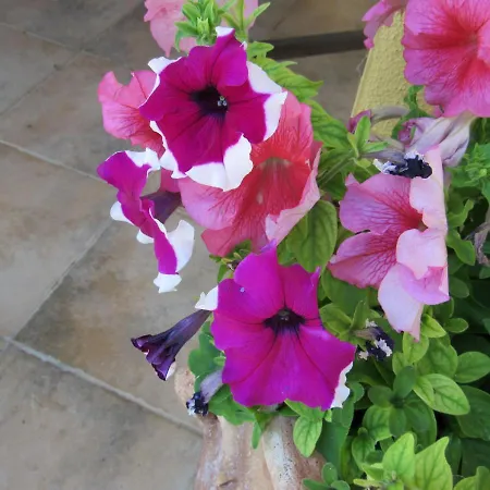 L' Angolo Degli Ortaggi Guest house Sassari
